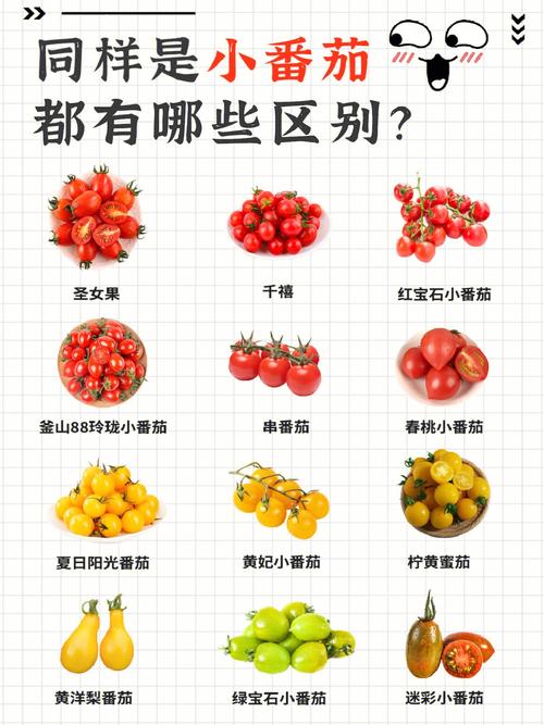 西红柿怎么买品种「番茄怎么选最好的种植方法」 西红柿怎么买品种「番茄怎么选最好的种植方法」 土壤施肥