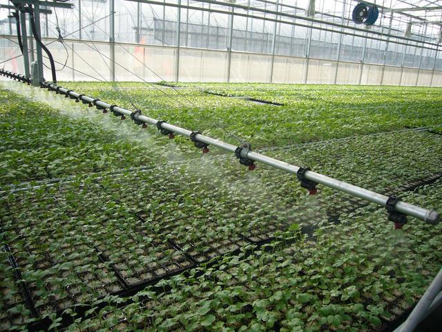 苏北地区适合种植反季节蔬菜吗「反季节蔬菜种植技巧视频教程」 苏北地区适合种植反季节蔬菜吗「反季节蔬菜种植技巧视频教程」 番茄病虫害防治