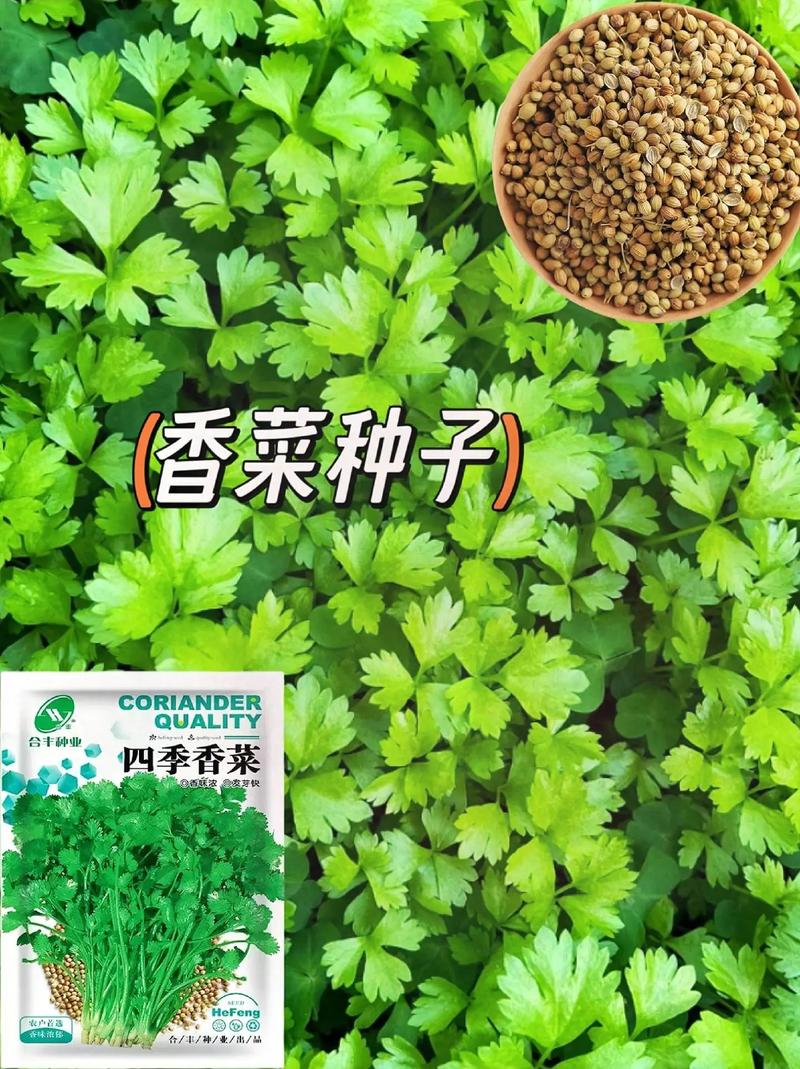 香肉菜什么时候播种「蔬菜种植视频技巧和方法教程」 香肉菜什么时候播种「蔬菜种植视频技巧和方法教程」 番茄种植技巧