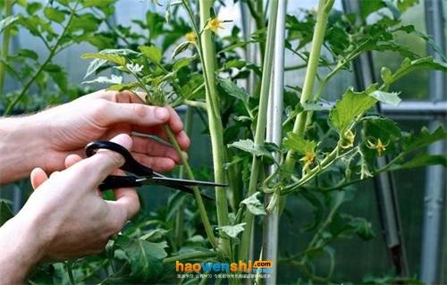 西红柿叉子怎么拿掉「种植番茄怎么开叉子图片大全」 西红柿叉子怎么拿掉「种植番茄怎么开叉子图片大全」 花朵知识