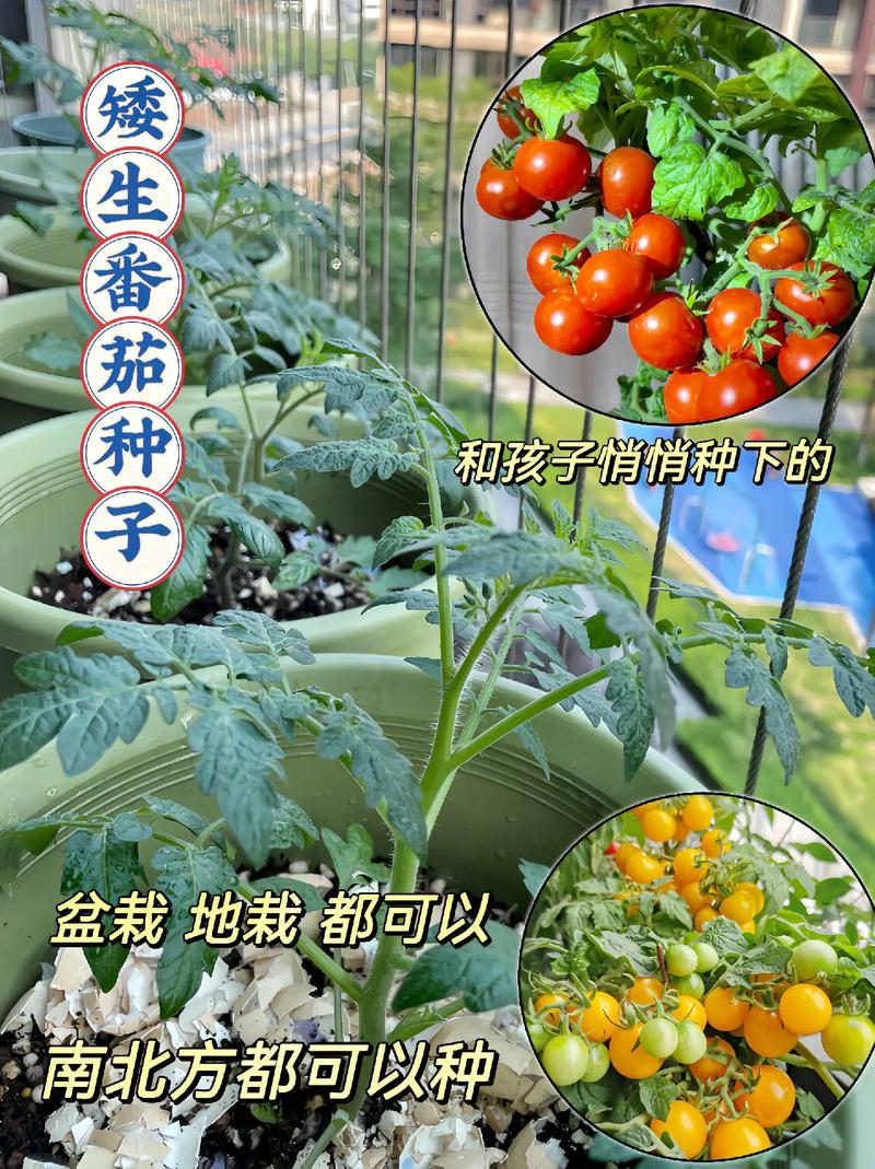 怎样在家里种植西红柿（番茄）「家庭自种番茄怎么种植视频」 怎样在家里种植西红柿（番茄）「家庭自种番茄怎么种植视频」 植物种类