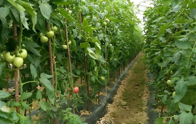 黄瓜西红柿什么时间种植「水培黄瓜番茄怎么种植视频」 黄瓜西红柿什么时间种植「水培黄瓜番茄怎么种植视频」 种植技巧