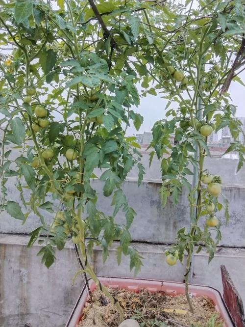西红杮花少的原因是什么呢「空中番茄怎么种植的」 西红杮花少的原因是什么呢「空中番茄怎么种植的」 花朵知识