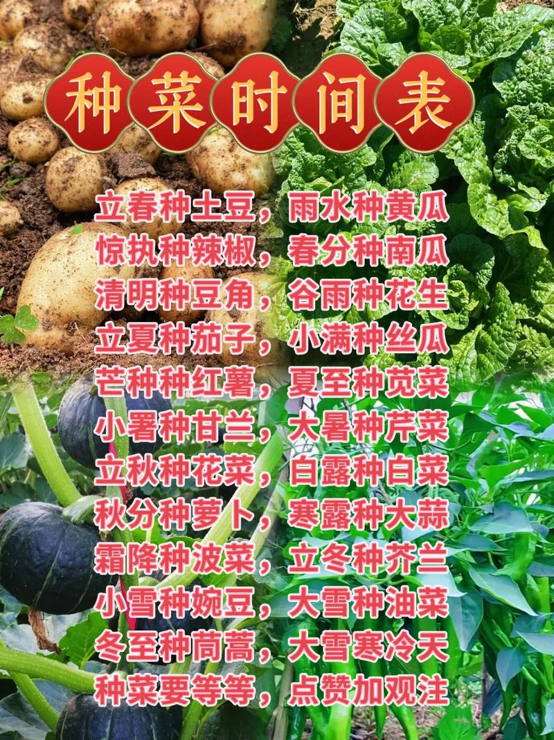 南方一年四季种菜技术口诀「蔬菜种植技巧口诀图片大全」 南方一年四季种菜技术口诀「蔬菜种植技巧口诀图片大全」 农业常识