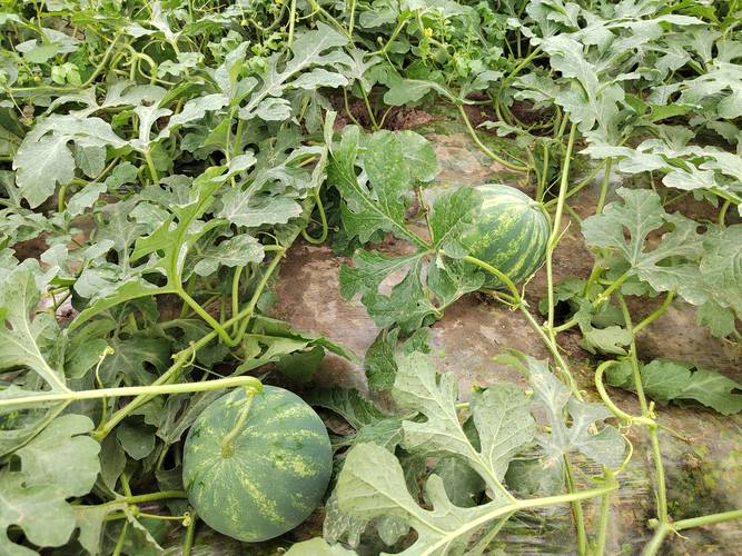 2021年宁夏西瓜种植面积「小蕃茄播种的方法」 2021年宁夏西瓜种植面积「小蕃茄播种的方法」 植物种类