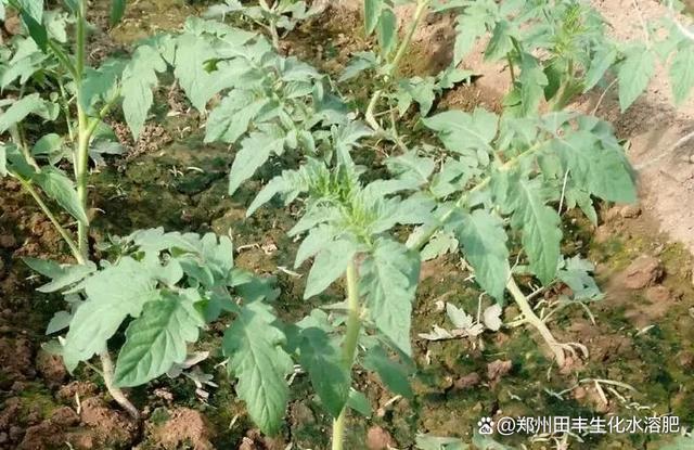 大棚番茄在幼苗期如何科学的管理，应该注意些什么「夏季大棚番茄怎么种植视频」 大棚番茄在幼苗期如何科学的管理，应该注意些什么「夏季大棚番茄怎么种植视频」 农业常识