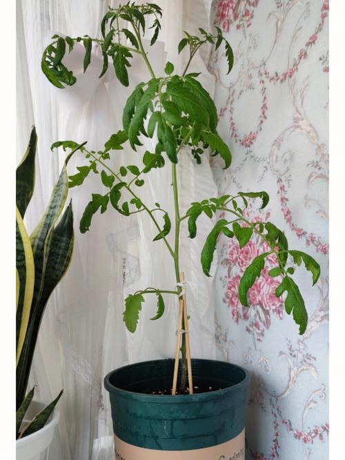 盆栽番茄种植方法「怎么花盆种植番茄苗呢视频」 盆栽番茄种植方法「怎么花盆种植番茄苗呢视频」 土壤施肥