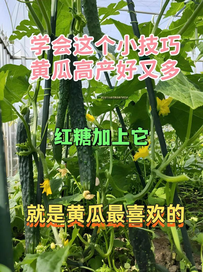 瓜果蔬菜种植技巧「蔬菜种植小技巧」 瓜果蔬菜种植技巧「蔬菜种植小技巧」 植物种类