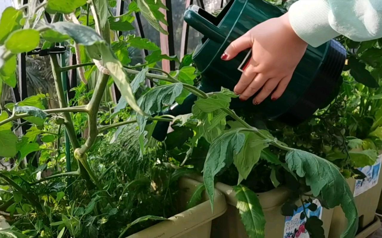 西红柿的种植管理如何浇水施肥「番茄怎么种植浇水视频」 西红柿的种植管理如何浇水施肥「番茄怎么种植浇水视频」 植物种类