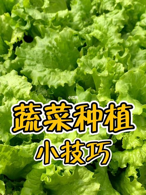十个蔬菜种植的小妙招「生活小蔬菜种植小技巧有哪些」 十个蔬菜种植的小妙招「生活小蔬菜种植小技巧有哪些」 土壤施肥