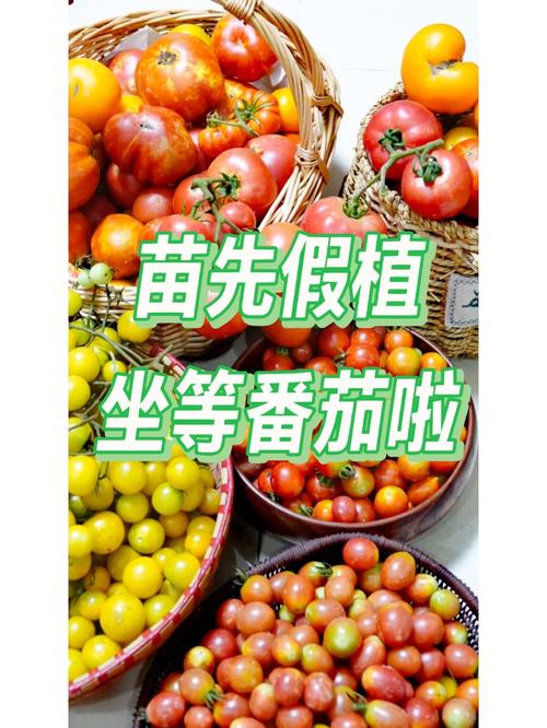 番茄苗子怎么种「老品种番茄苗子怎么种植的」 番茄苗子怎么种「老品种番茄苗子怎么种植的」 番茄种植技巧