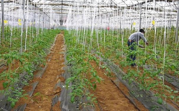 西红柿的原产国是哪个国家「怎么种植安第斯番茄苗视频」 西红柿的原产国是哪个国家「怎么种植安第斯番茄苗视频」 番茄病虫害防治