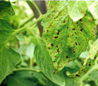 早春如何提前预防番茄细菌性斑疹病「农村菜田番茄怎么种植视频」 早春如何提前预防番茄细菌性斑疹病「农村菜田番茄怎么种植视频」 花朵知识