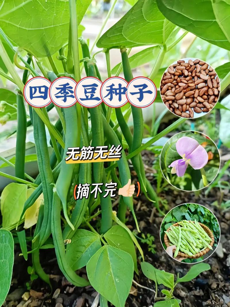 夏季什么时候种植豆角比较合适，夏季豆角种植要注意什么才能丰产「蔬菜种植技巧夏季和秋季的区别」 夏季什么时候种植豆角比较合适，夏季豆角种植要注意什么才能丰产「蔬菜种植技巧夏季和秋季的区别」 农业常识