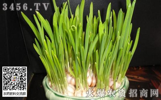 西红柿地里栽大蒜可以吗「大蒜番茄怎么种植方法视频」 西红柿地里栽大蒜可以吗「大蒜番茄怎么种植方法视频」 土壤施肥