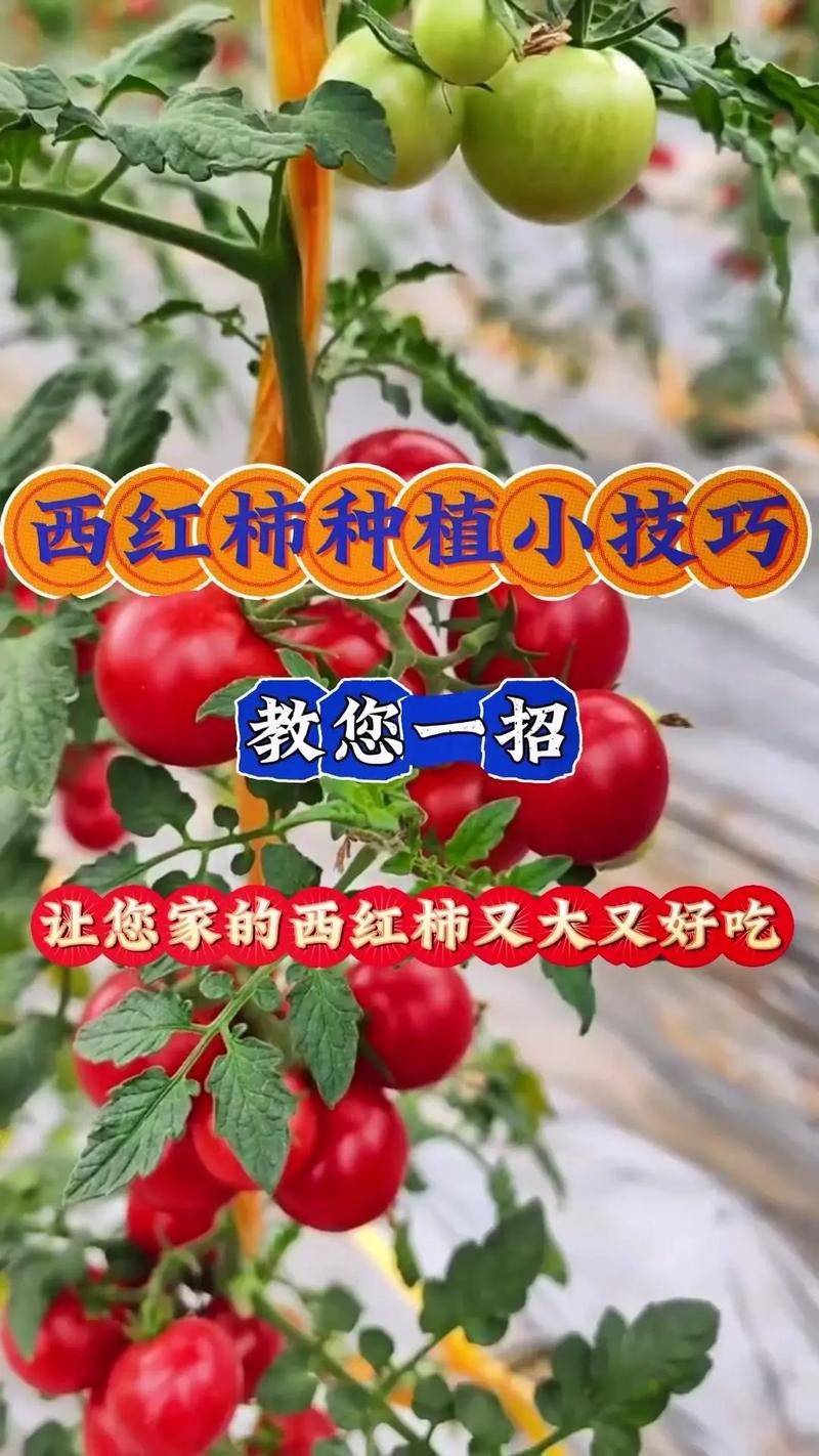 番茄怎么能结得又多又大「番茄怎么种植结的多一些」 番茄怎么能结得又多又大「番茄怎么种植结的多一些」 农业常识