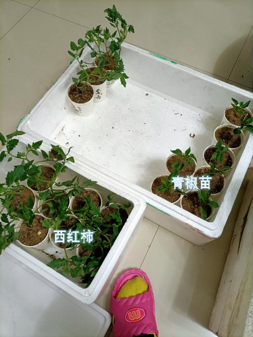 蔬菜苗买回来晚点种怎么保存「买来的蔬菜种植小技巧有哪些」 蔬菜苗买回来晚点种怎么保存「买来的蔬菜种植小技巧有哪些」 农业常识