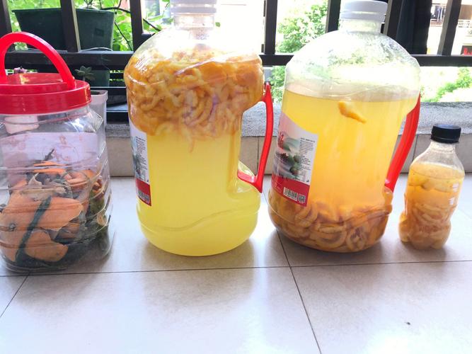水果沤肥的液体在蔬菜种植过程怎么使用「种菜种植水果蔬菜小技巧视频」 水果沤肥的液体在蔬菜种植过程怎么使用「种菜种植水果蔬菜小技巧视频」 番茄病虫害防治
