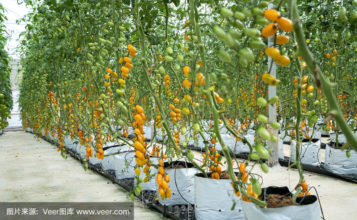 黄色西红柿适宜种植温度「黄色番茄怎么种植视频」 黄色西红柿适宜种植温度「黄色番茄怎么种植视频」 种植技巧