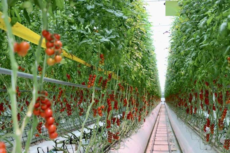 蔬菜大棚怎么建「种植番茄怎么搭棚子呢视频」 蔬菜大棚怎么建「种植番茄怎么搭棚子呢视频」 花朵知识