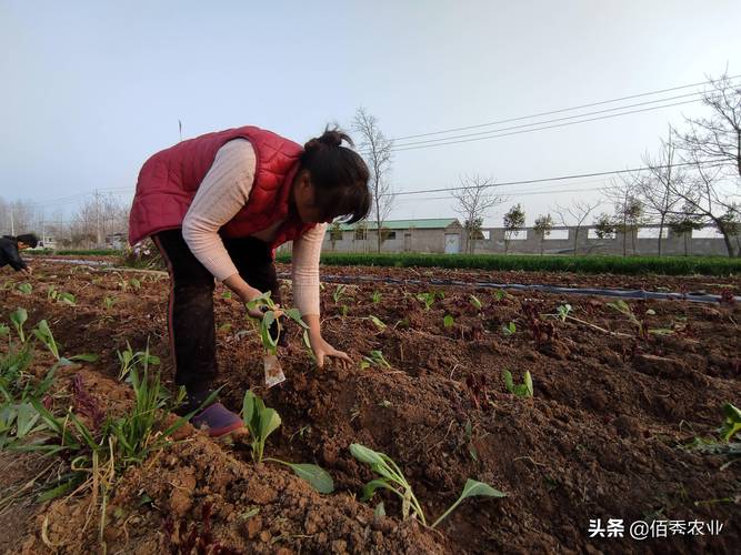 社区蔬菜店怎么引流「花式蔬菜种植小技巧视频」 社区蔬菜店怎么引流「花式蔬菜种植小技巧视频」 番茄种植技巧