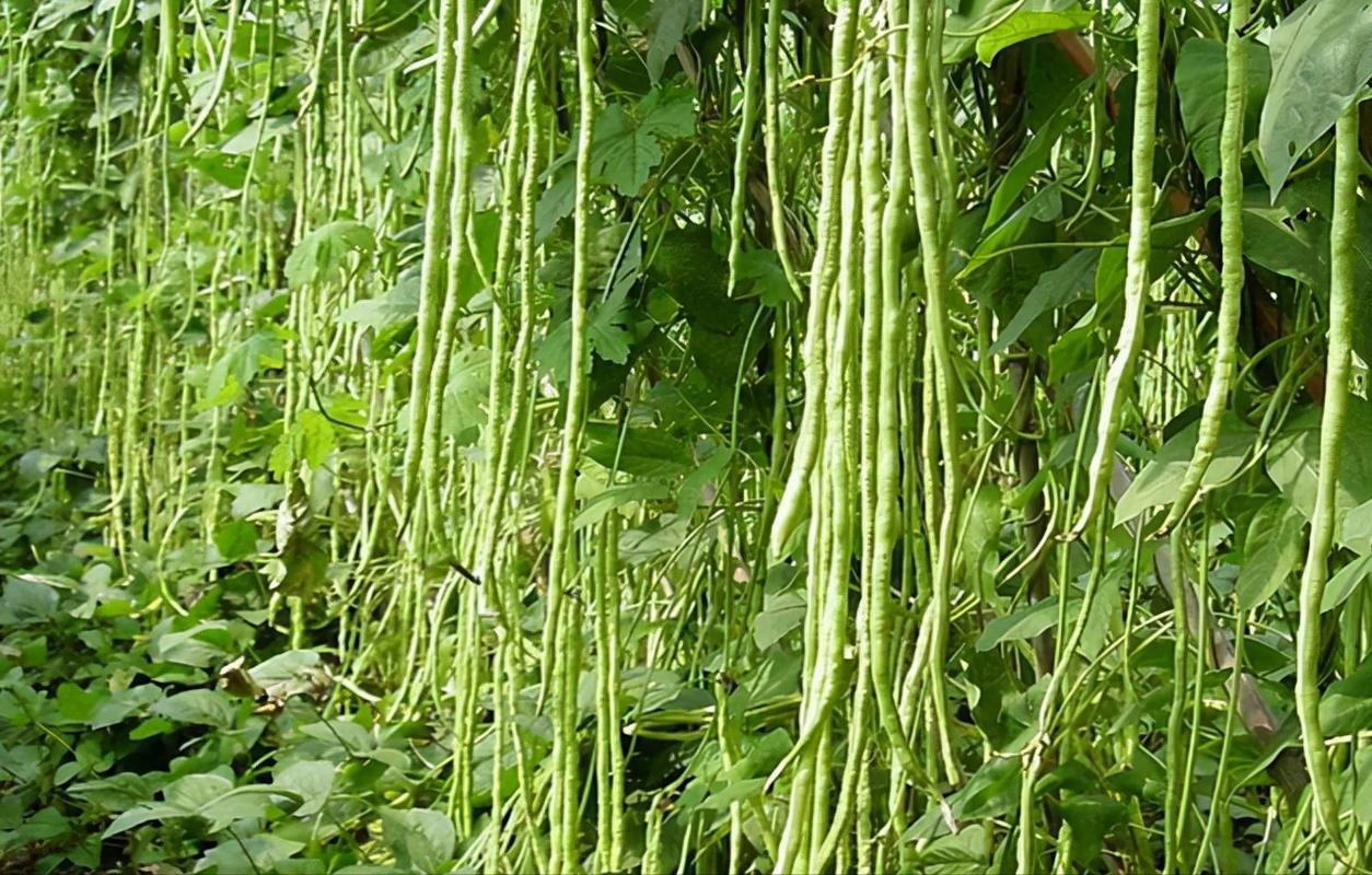 红豆角卖家如何开通直播「番茄豆角怎么种植的视频教程」 红豆角卖家如何开通直播「番茄豆角怎么种植的视频教程」 植物种类