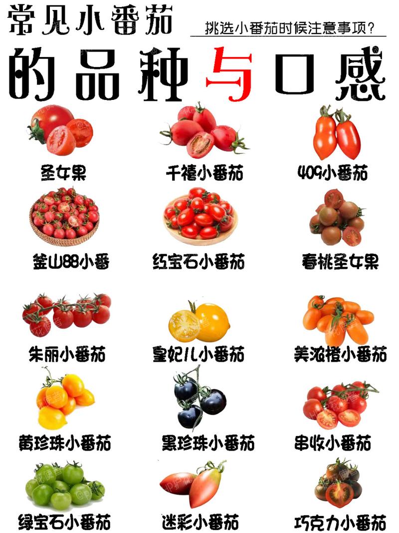 如何辨别番茄的品种「番茄怎么选购种植品种呢视频」 如何辨别番茄的品种「番茄怎么选购种植品种呢视频」 种植技巧