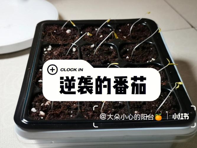 请问樱桃番茄的种植方法「黑色樱桃番茄苗怎么种植视频」 请问樱桃番茄的种植方法「黑色樱桃番茄苗怎么种植视频」 植物种类