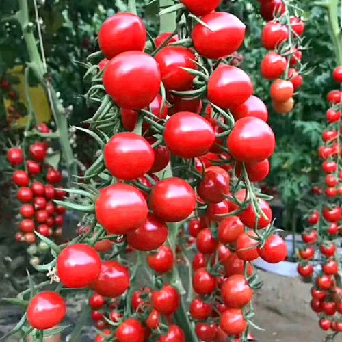 迷彩圣女果和红色的有什么区别「大迷彩番茄种子怎么种植的」 迷彩圣女果和红色的有什么区别「大迷彩番茄种子怎么种植的」 植物种类