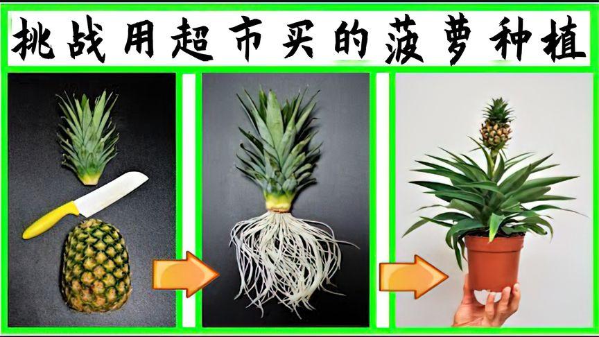 一人比划一人猜词语「红斑马番茄种子怎么种植视频」 一人比划一人猜词语「红斑马番茄种子怎么种植视频」 番茄种植技巧