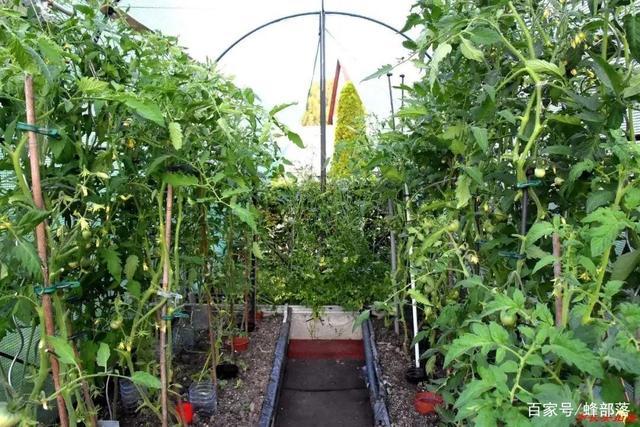 种完西红柿的地能种植黄瓜吗「怎么种植番茄和黄瓜视频」 种完西红柿的地能种植黄瓜吗「怎么种植番茄和黄瓜视频」 农业常识