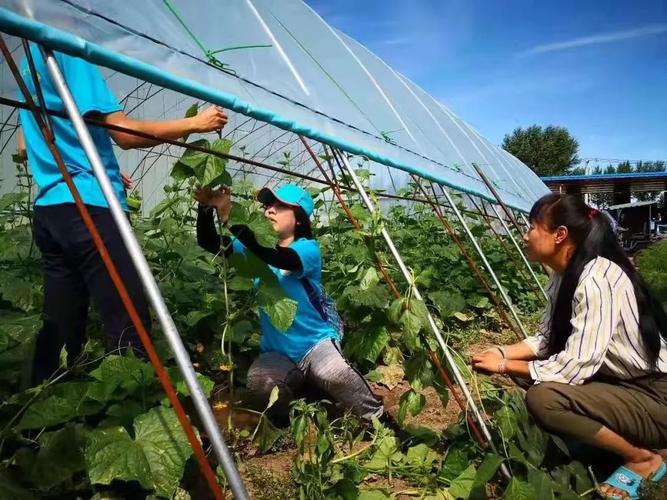内蒙古地区适合种什么类型的经济农产品「阿鲁番茄种子怎么种植的」 内蒙古地区适合种什么类型的经济农产品「阿鲁番茄种子怎么种植的」 土壤施肥