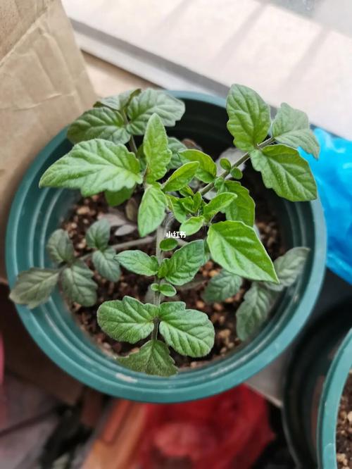 番茄种后多久可施肥「小番茄吃完怎么种植好」 番茄种后多久可施肥「小番茄吃完怎么种植好」 花朵知识