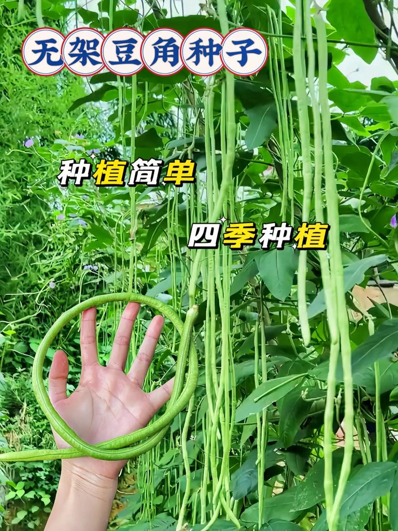 湖北露天豇豆种植时间和方法「武汉农业蔬菜种植小技巧和方法」 湖北露天豇豆种植时间和方法「武汉农业蔬菜种植小技巧和方法」 种植技巧