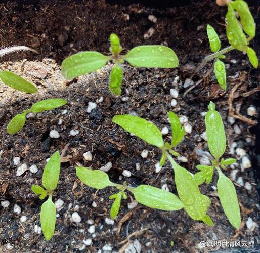 西红柿籽怎么种「干的番茄籽怎么种植视频」 西红柿籽怎么种「干的番茄籽怎么种植视频」 种植技巧