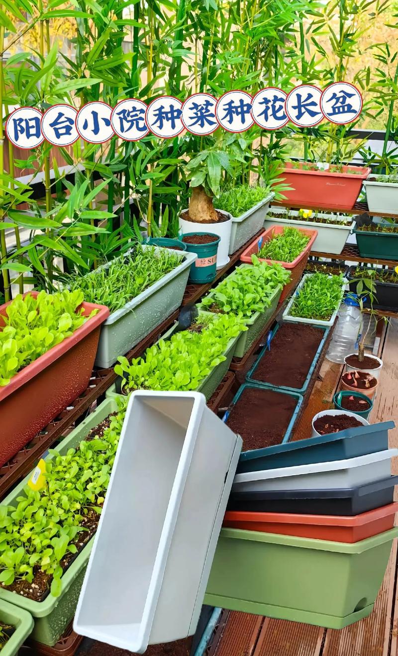 家庭种植最理想的株距是多少，可适应各种蔬菜「居家蔬菜种植技巧图片大全」 家庭种植最理想的株距是多少，可适应各种蔬菜「居家蔬菜种植技巧图片大全」 植物种类
