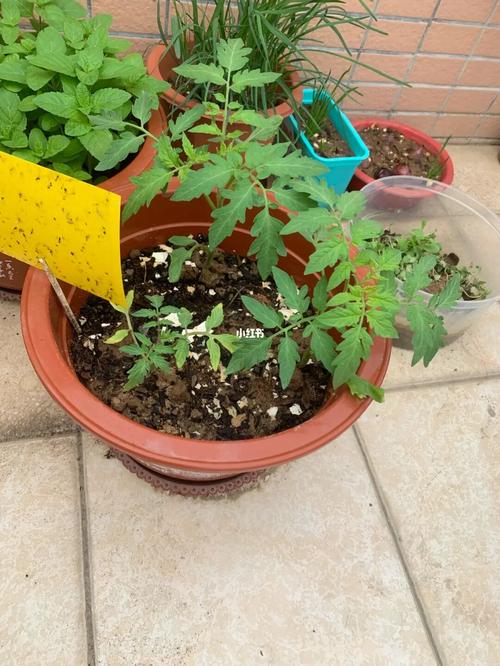 要怎么样才能把番茄小说链接带到视频里「小番茄种植怎么加水视频教程」 要怎么样才能把番茄小说链接带到视频里「小番茄种植怎么加水视频教程」 种植技巧