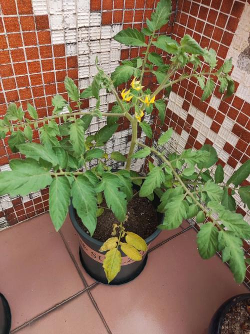 番茄树如何过冬「番茄种植怎么越冬呢」 番茄树如何过冬「番茄种植怎么越冬呢」 番茄病虫害防治