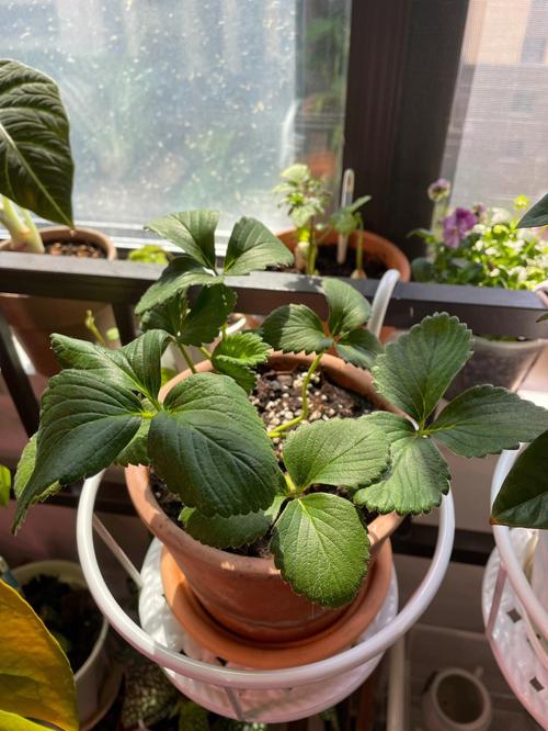 盆栽番茄、草莓应该多久施一次肥？应该施什么底肥「怎么种植草莓番茄苗视频」 盆栽番茄、草莓应该多久施一次肥？应该施什么底肥「怎么种植草莓番茄苗视频」 农业常识
