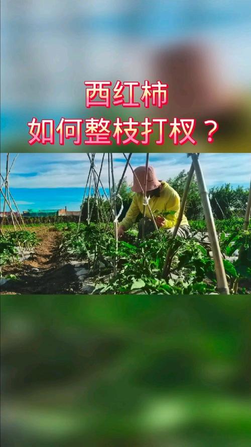 西红柿挂果后怎样修枝「种植番茄挂果怎么管理好呢」 西红柿挂果后怎样修枝「种植番茄挂果怎么管理好呢」 农业常识