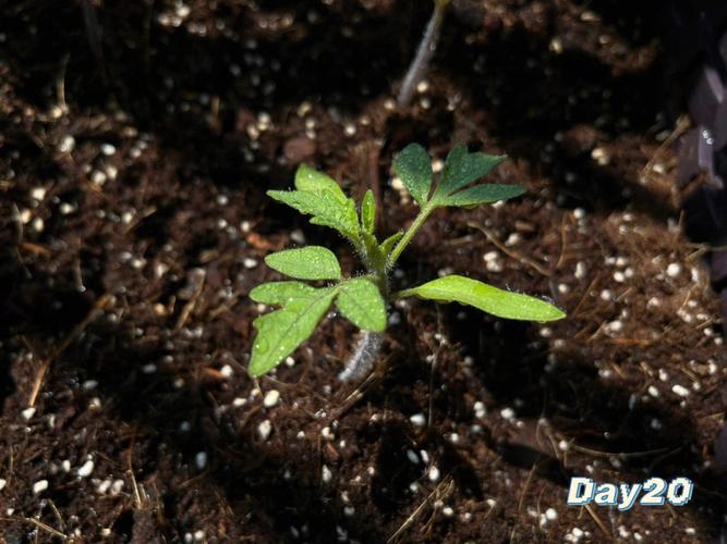 西红柿育苗期家庭育苗土法「在家育苗小番茄怎么种植视频」 西红柿育苗期家庭育苗土法「在家育苗小番茄怎么种植视频」 花朵知识