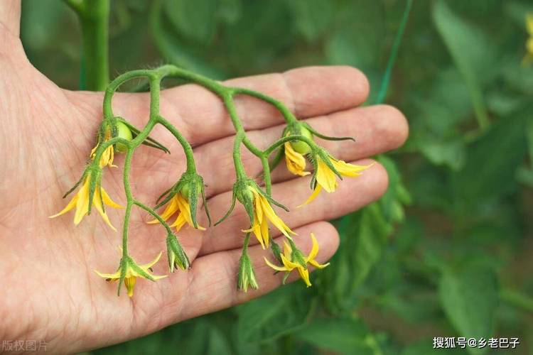 阳台西红柿怎么授粉「水果番茄种植阳台怎么种植」 阳台西红柿怎么授粉「水果番茄种植阳台怎么种植」 农业常识