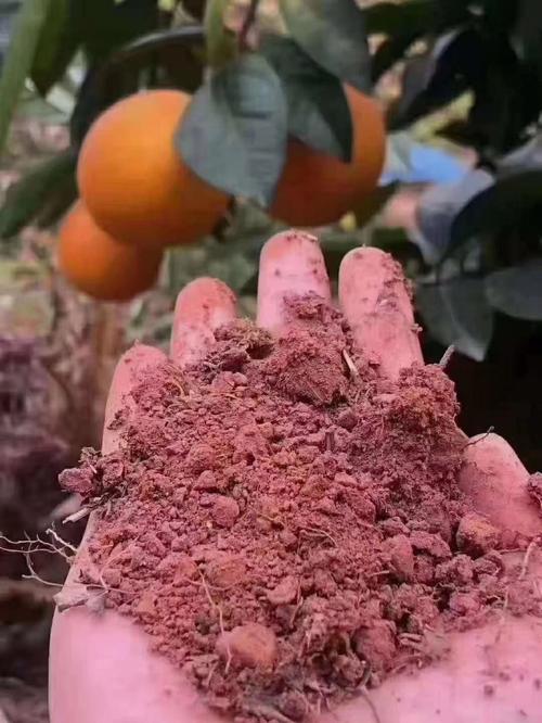 红粘土地适合种西红柿吗「红土怎么种植番茄视频」 红粘土地适合种西红柿吗「红土怎么种植番茄视频」 种植技巧