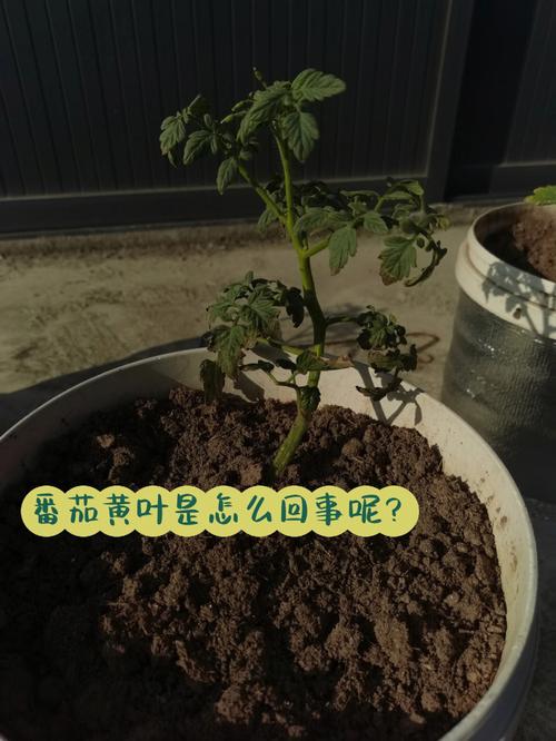 刚定植的番茄苗发现黄叶尖什么原因「番茄顶芽发黄怎么种植视频」 刚定植的番茄苗发现黄叶尖什么原因「番茄顶芽发黄怎么种植视频」 番茄病虫害防治