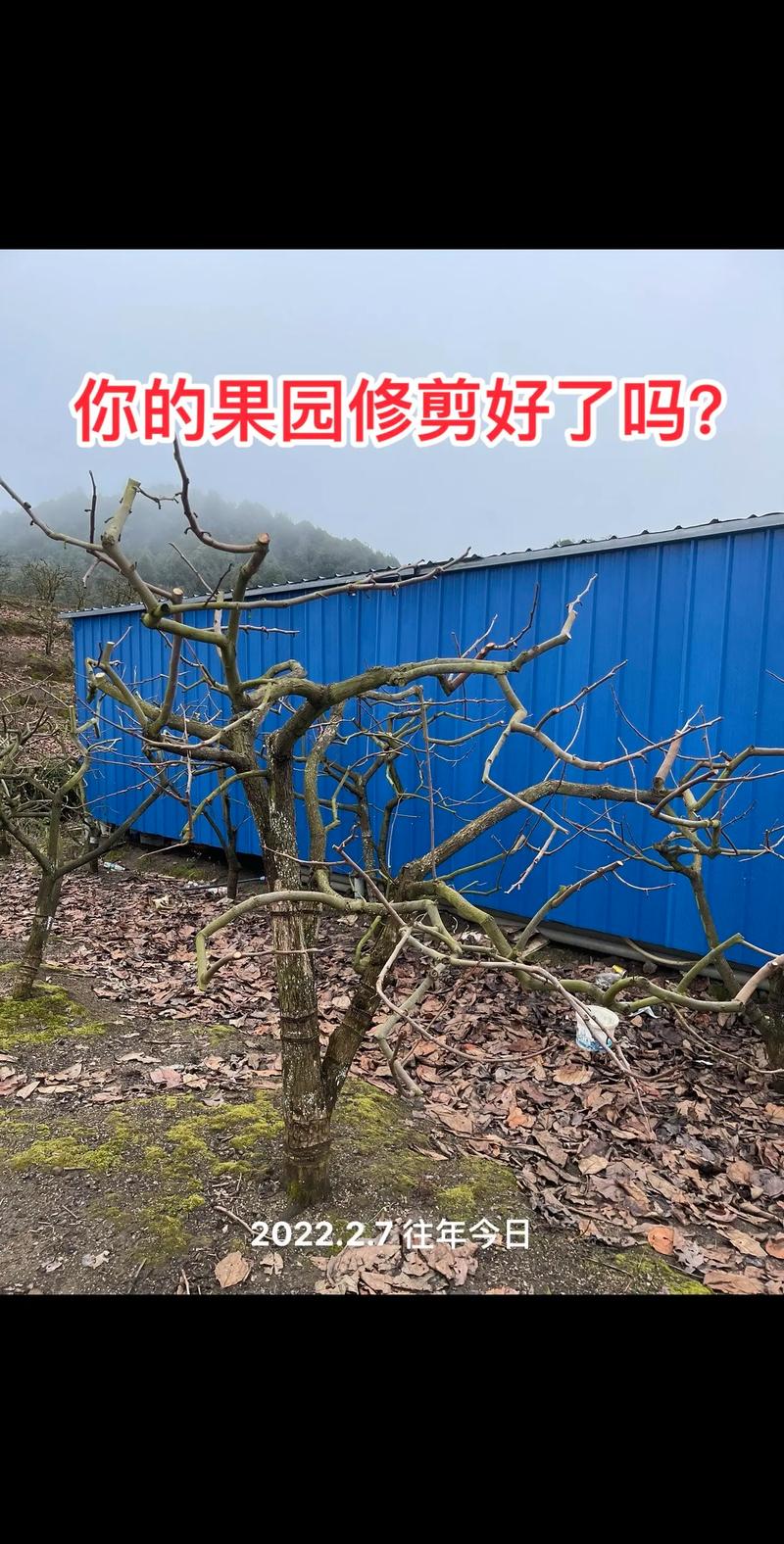 西红柿种植怎么修剪「种植番茄树怎么修剪视频」 西红柿种植怎么修剪「种植番茄树怎么修剪视频」 土壤施肥
