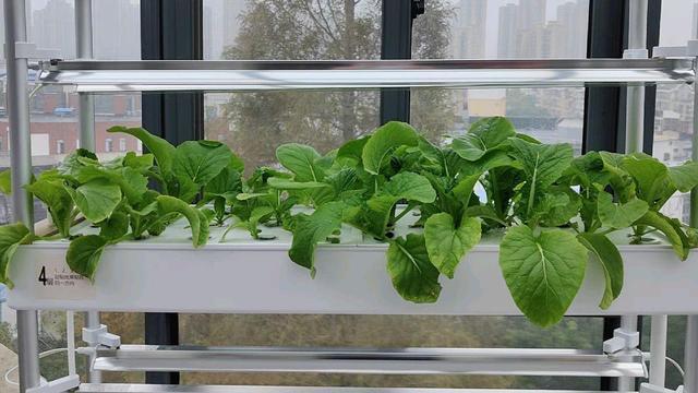 怎么在家种植蔬菜「家庭盆栽蔬菜种植技巧视频」 怎么在家种植蔬菜「家庭盆栽蔬菜种植技巧视频」 番茄种植技巧
