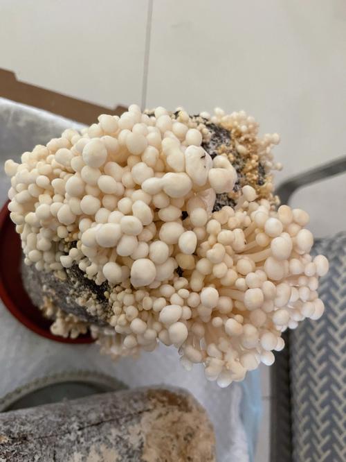 金针菇种植方法家里_金针菇蔬菜种植小技巧视频 金针菇种植方法家里_金针菇蔬菜种植小技巧视频 番茄种植技巧