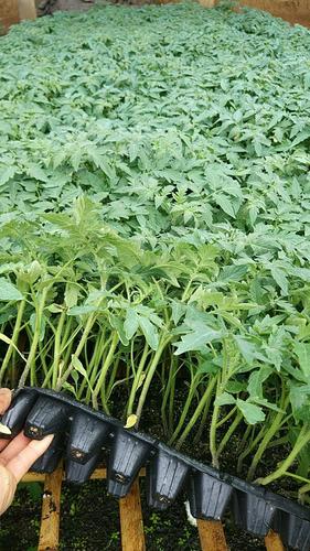 倒挂西红柿种植方法_番茄苗种植怎么拴着种植呢 倒挂西红柿种植方法_番茄苗种植怎么拴着种植呢 种植技巧
