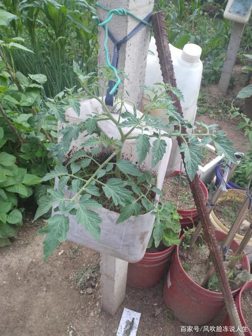 塑料油桶种西红柿为什么成活不了呢_水桶种植的番茄怎么种植的 塑料油桶种西红柿为什么成活不了呢_水桶种植的番茄怎么种植的 花朵知识