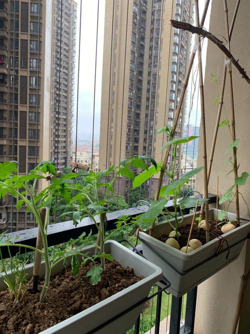 楼内怎么种植西红柿_城市番茄怎么种植的 楼内怎么种植西红柿_城市番茄怎么种植的 种植技巧